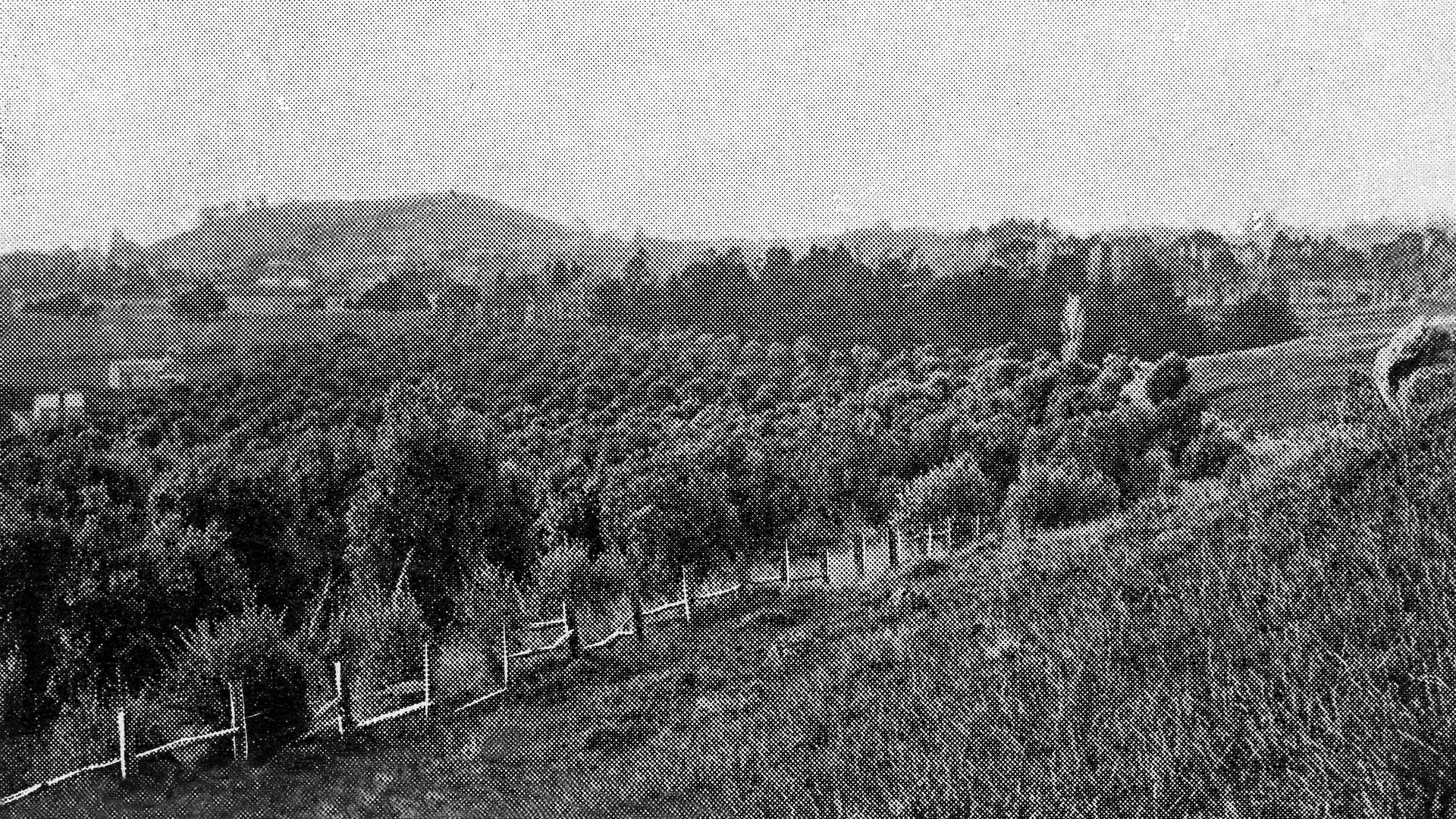 Historic photograph of Olive Grove, 1903, with a view of Maungawhau Mt Eden in the background. Auckland Libraries Heritage Collections AWNS-19030827-8-1
