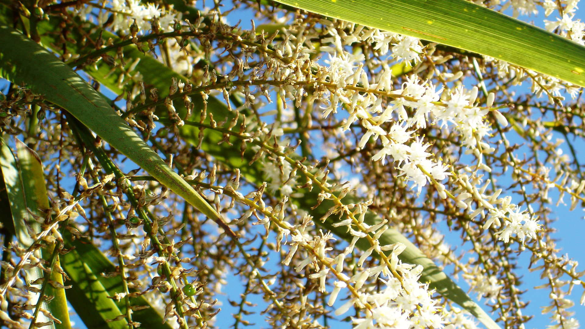 Guided Walk Botany