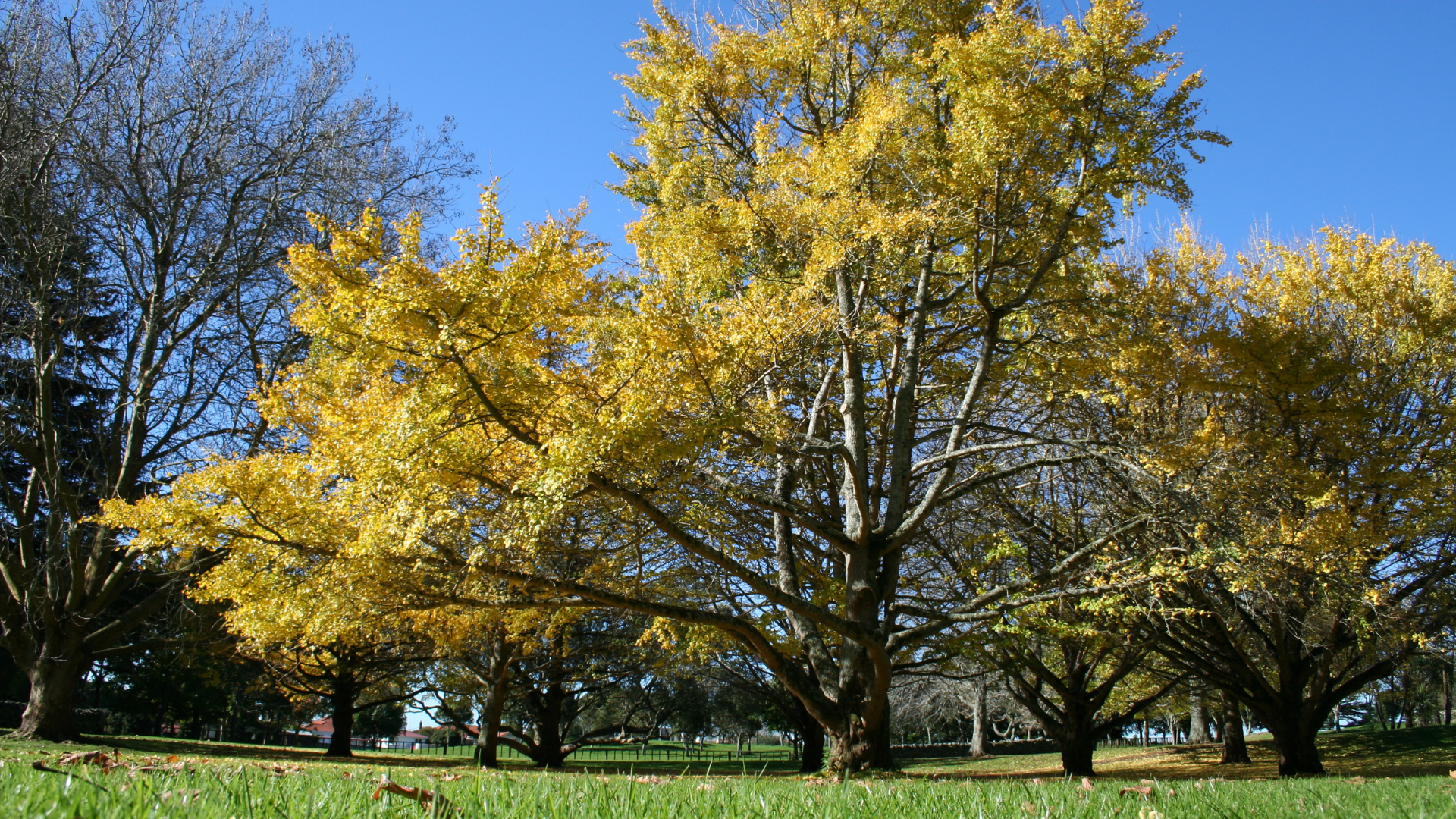 The Life Story of The Oldest Tree on Earth - Yale E360