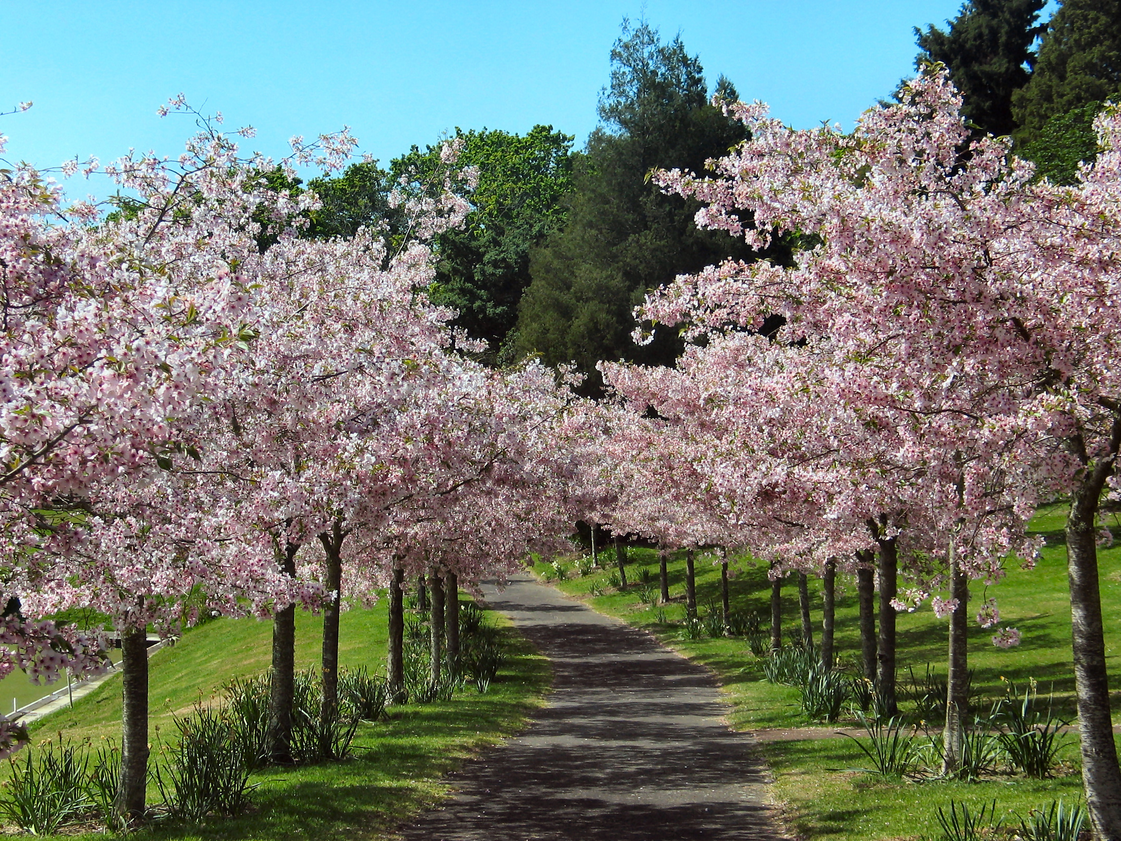 Pukekawa Auckland Domain