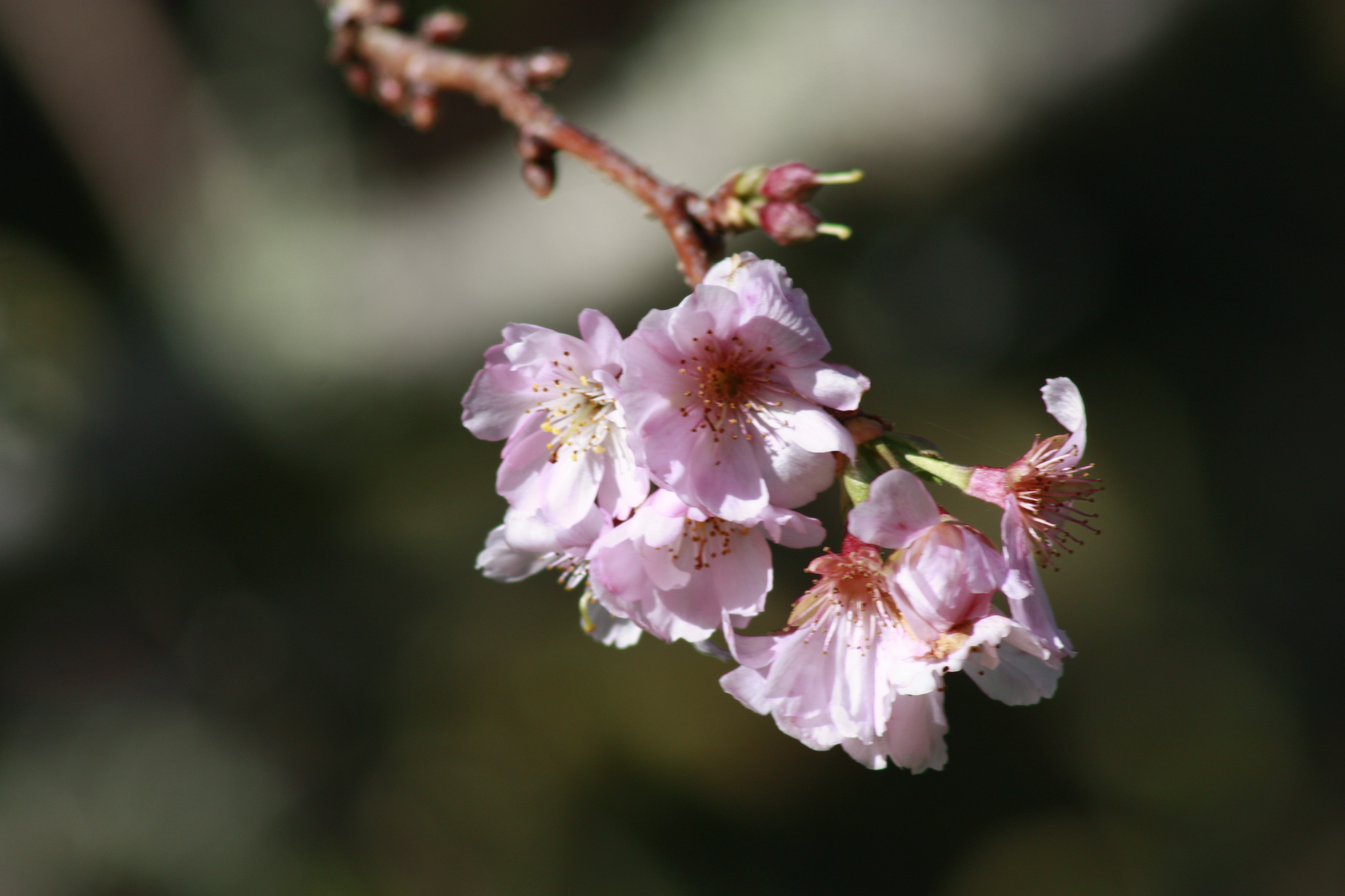 CherryBlossom_Flowers_2013-2.JPG#asset:2322