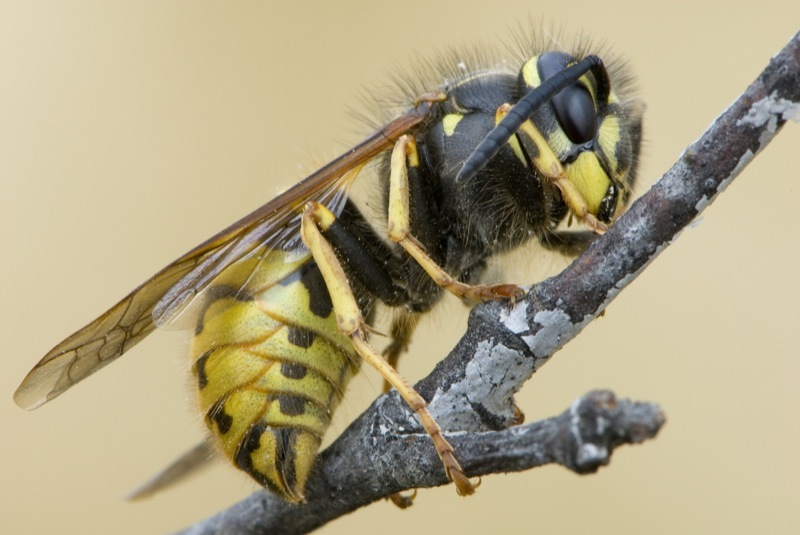 Common wasp