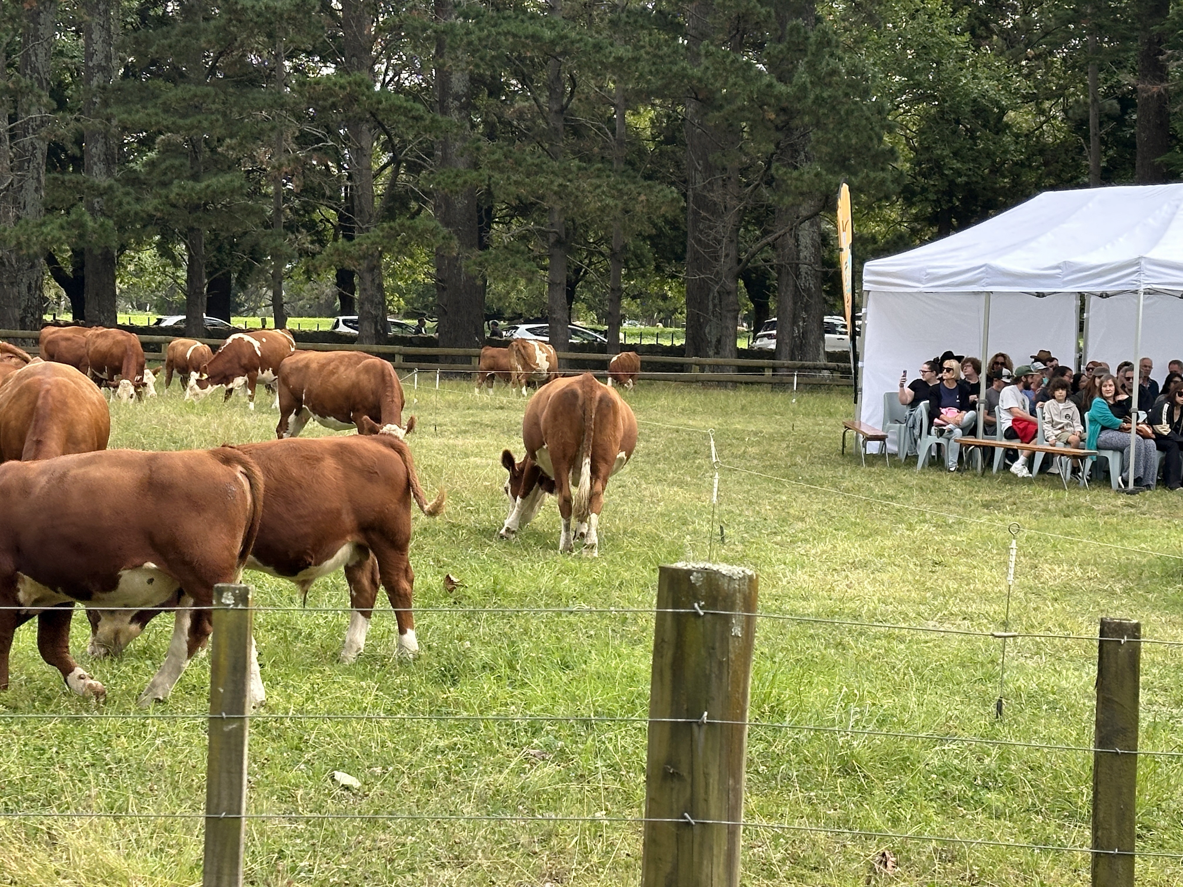 Concert for the cows