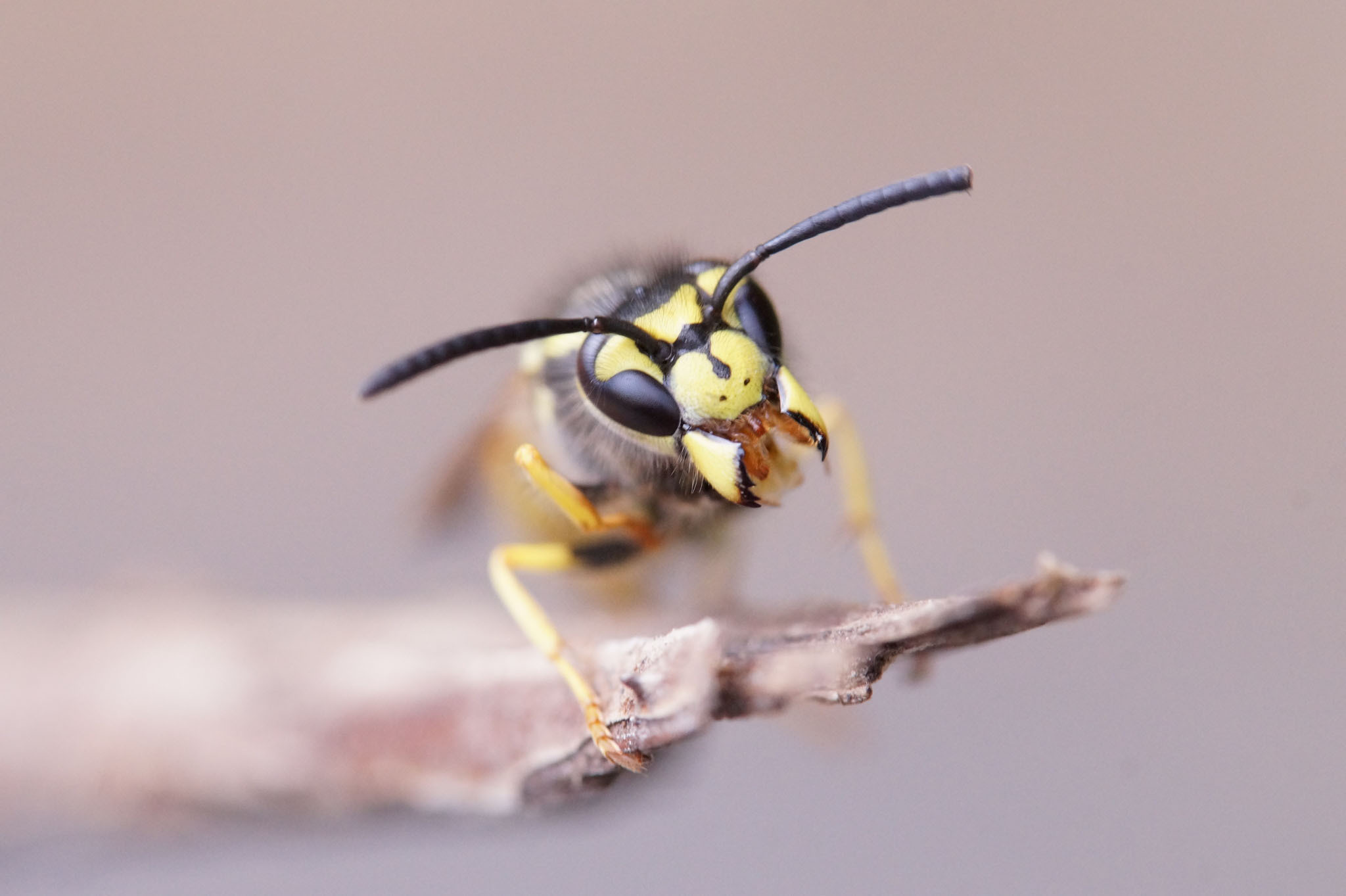 German wasp