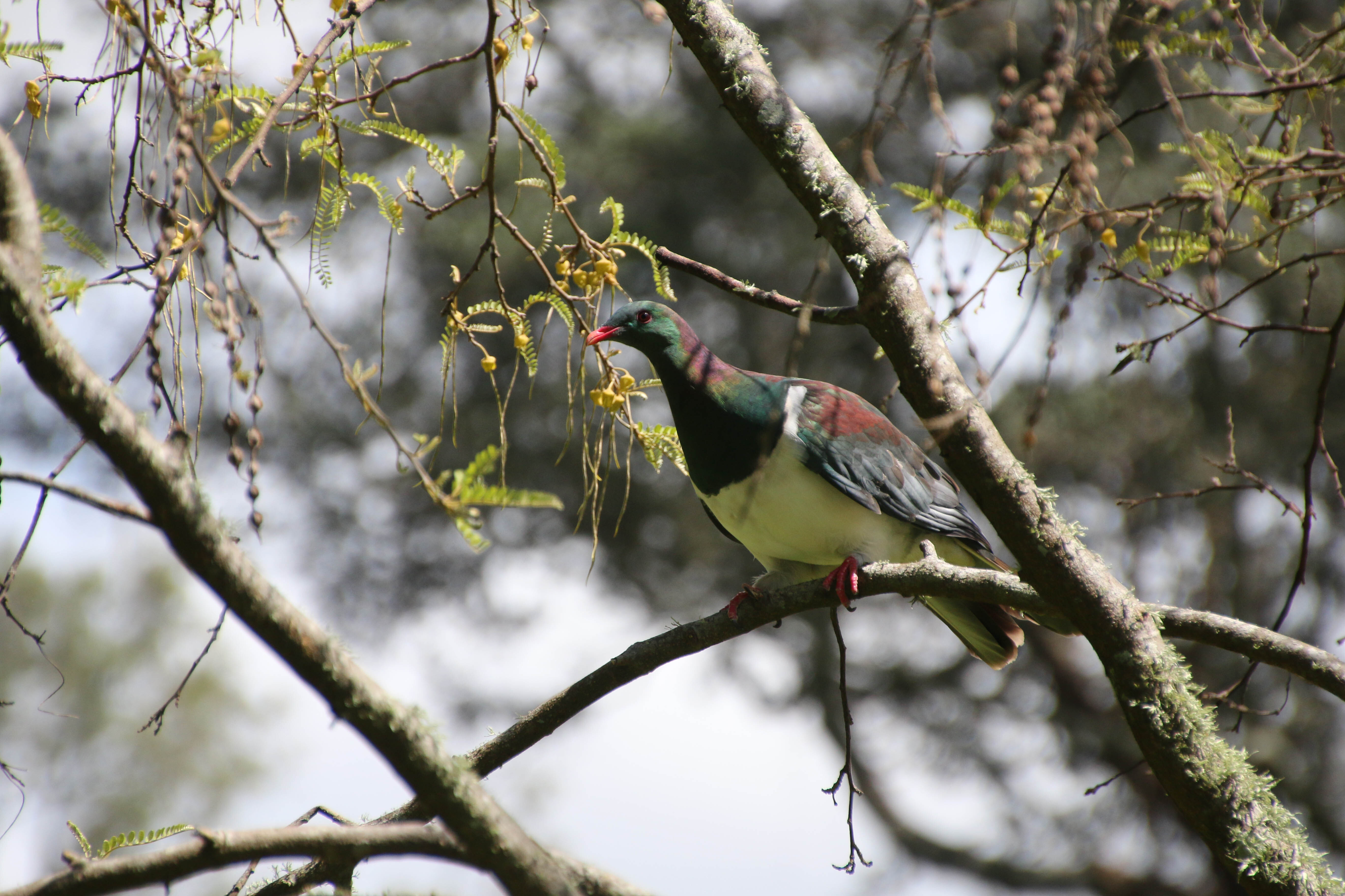 Kereru