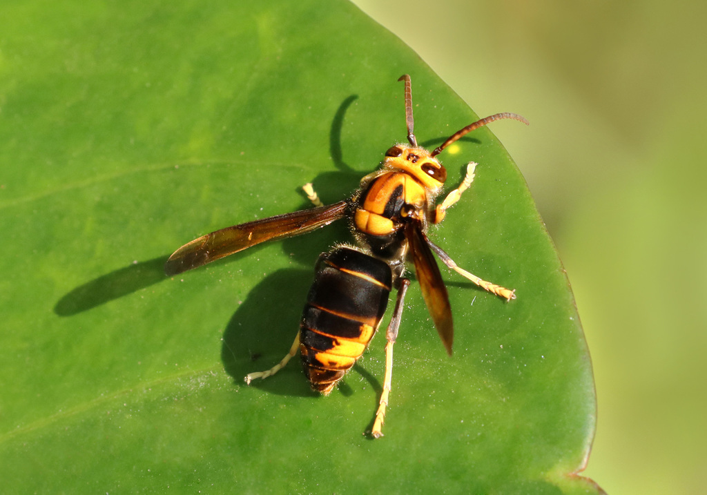 Yellow-legged hornet