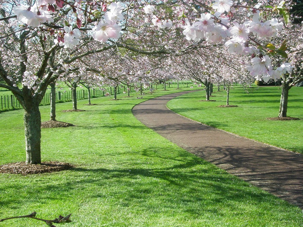 Cherry blossoms in Cornwall Park.