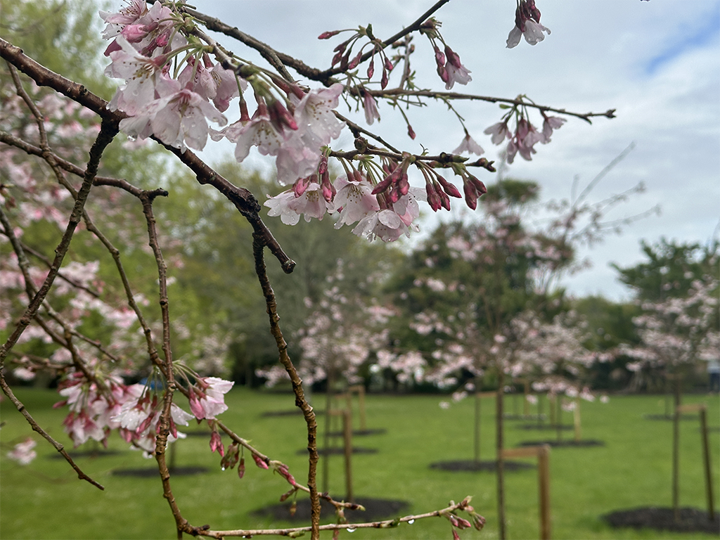 New cherry blossoms in Cornwall Park, Auckland